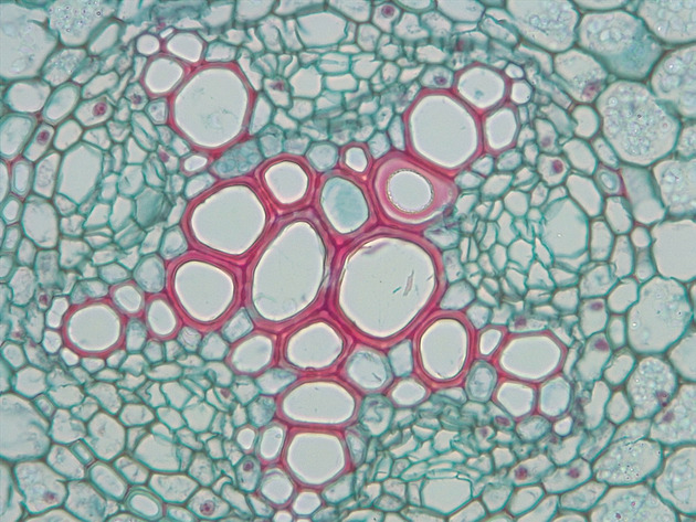 Ranunulus Root CS Slides - Ranunulus Root CS 01 400X